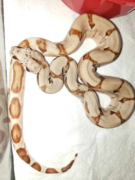 Sabrina's Reptile Kingdom Picture 8