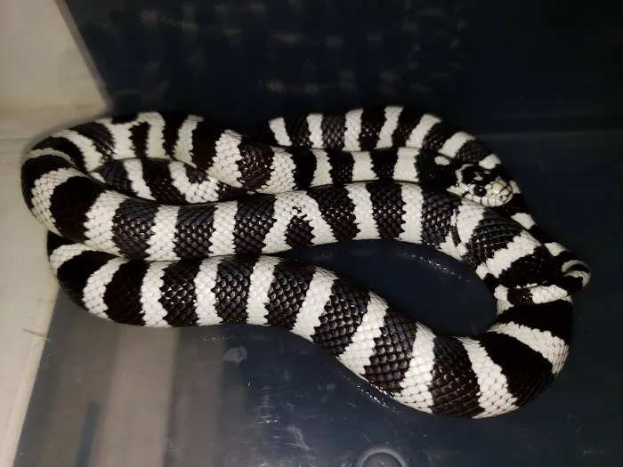 Sabrina's Reptile Kingdom Picture 6