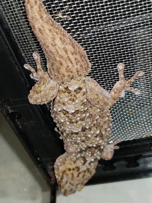 Sabrina's Reptile Kingdom Picture 9