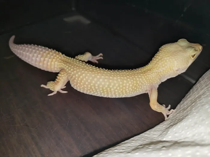 Sabrina's Reptile Kingdom Picture 10
