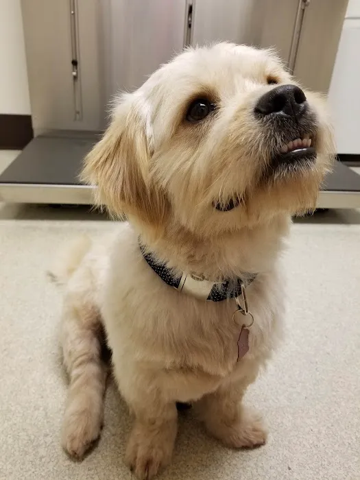 VCA Ocean County Animal Hospital Picture 1