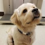 VCA Ocean County Animal Hospital