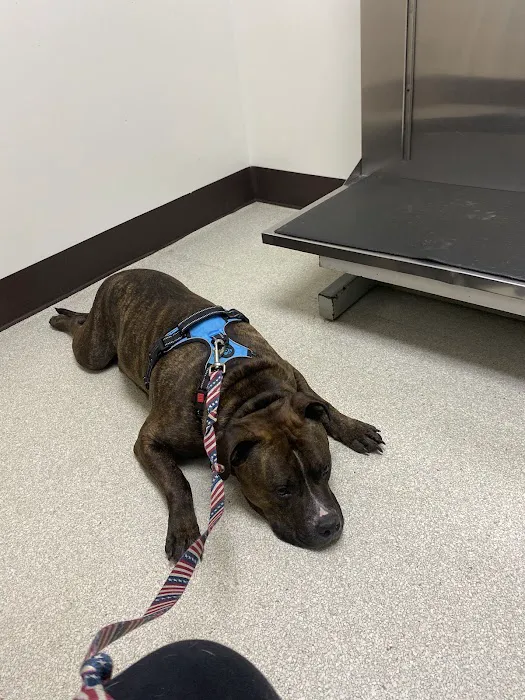 VCA Ocean County Animal Hospital Picture 4