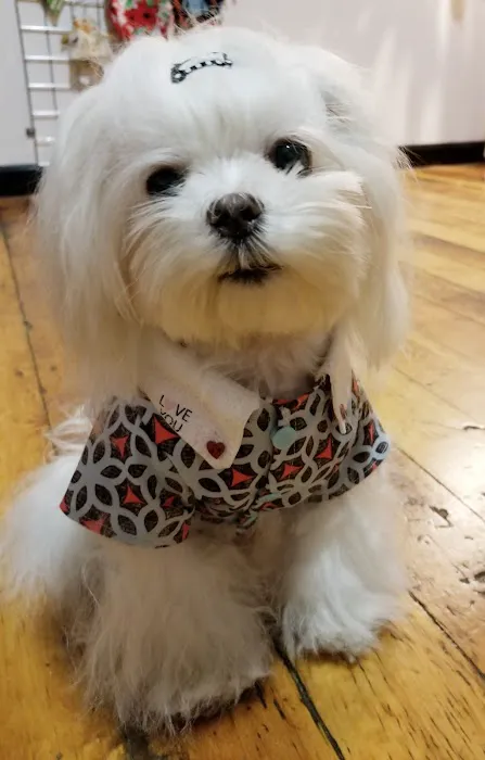 Pawssion Designer Pet Clothing Picture 7