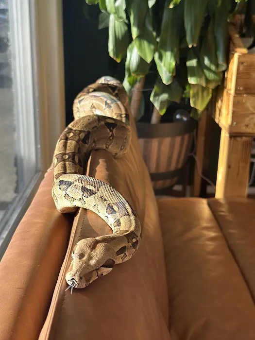 Central Mass Reptiles & Exotics Picture 2