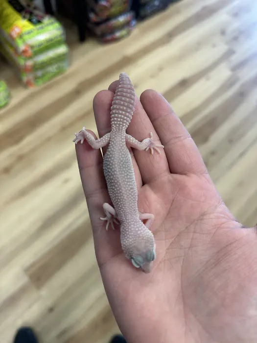 Central Mass Reptiles & Exotics Picture 4