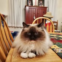 Brick Town Veterinary Hospital ico