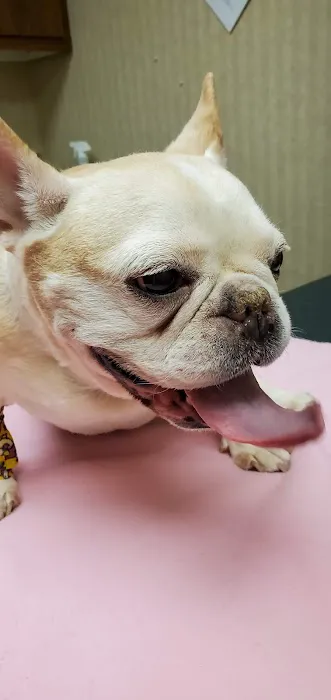 Brick Town Veterinary Hospital Picture 4