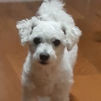 Vetco Vaccination Clinic ico
