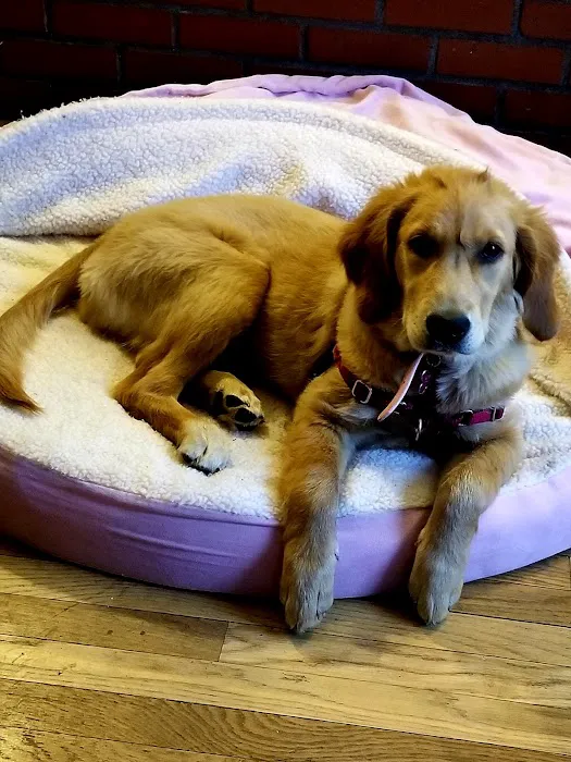 The Perfect Puppy Picture 3
