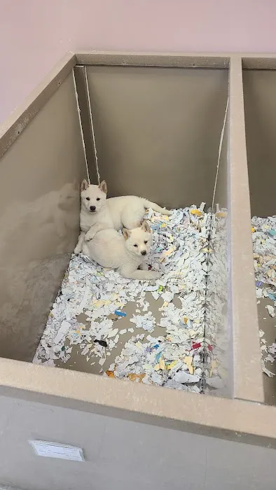 The Perfect Puppy Picture 2