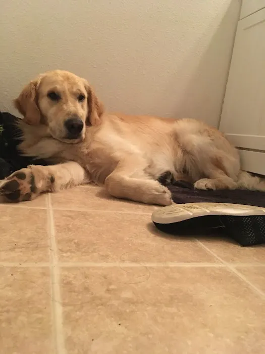 The Perfect Puppy Picture 5
