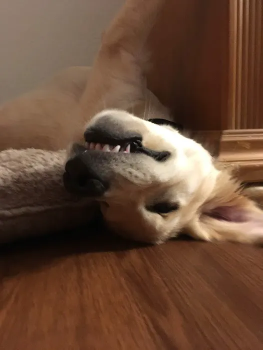 The Perfect Puppy Picture 6