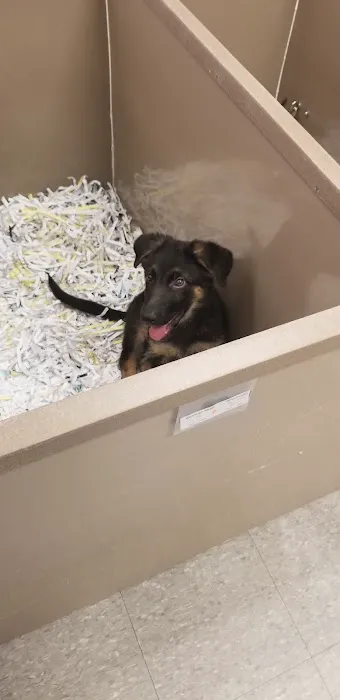The Perfect Puppy Picture 4