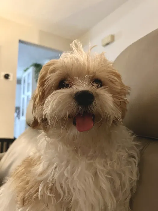 The Perfect Puppy Picture 9