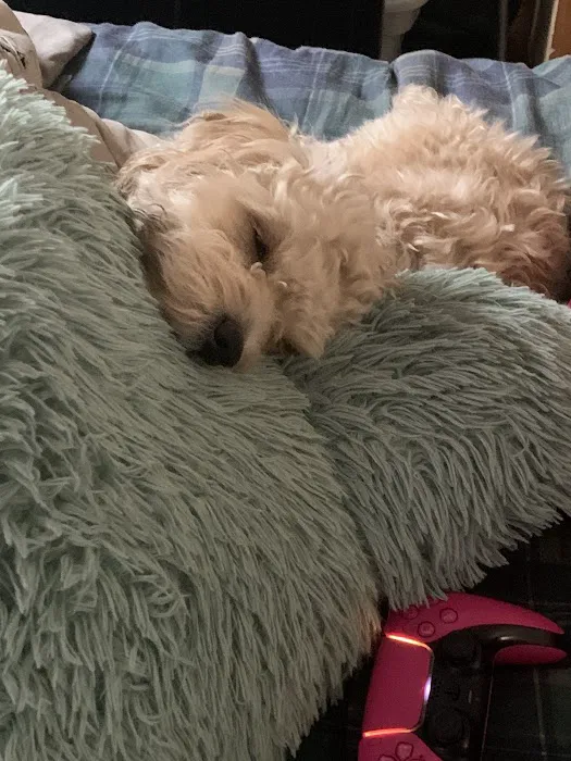 The Perfect Puppy Picture 8