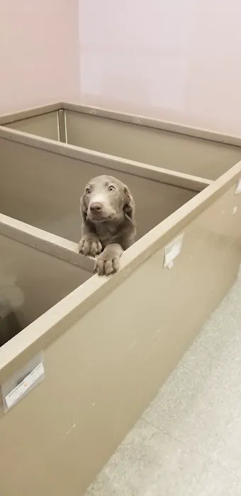 The Perfect Puppy Picture 10