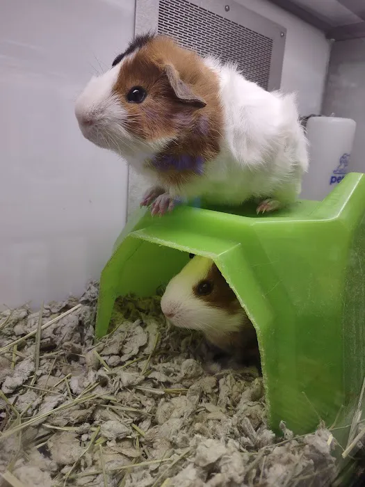 Petco Picture 5