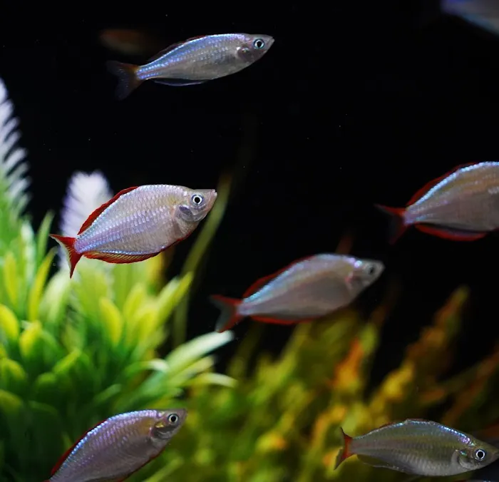 OSA Aquarium Superstores & Services- Seekonk MA Picture 2
