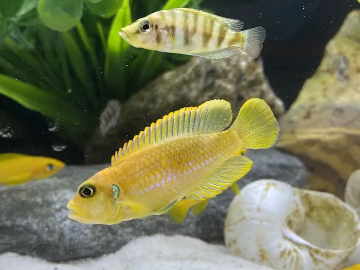 OSA Aquarium Superstores & Services- Seekonk MA Picture 4