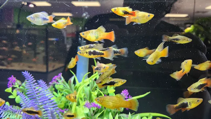 OSA Aquarium Superstores & Services- Seekonk MA Picture 7