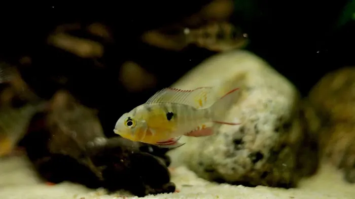 OSA Aquarium Superstores & Services- Seekonk MA Picture 9