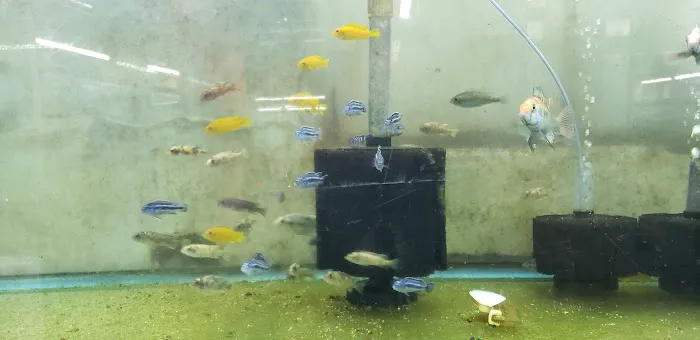 Uncle Ned's Fish Factory Picture 2