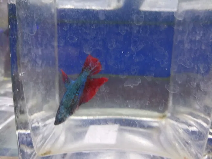 Uncle Ned's Fish Factory Picture 4