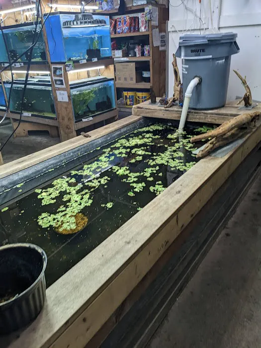 Uncle Ned's Fish Factory Picture 6