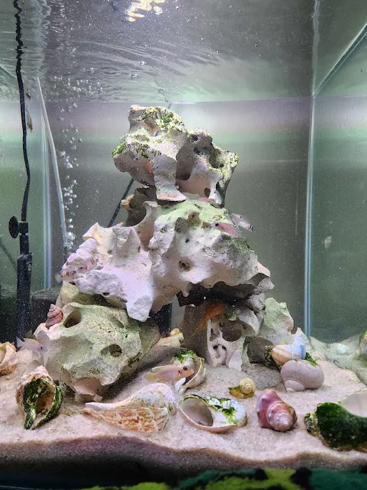 Uncle Ned's Fish Factory Picture 7