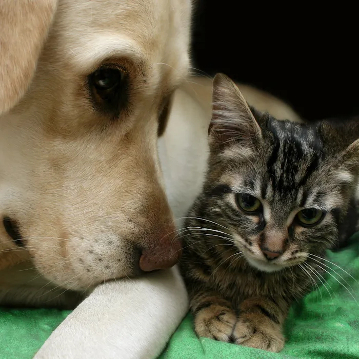 Furry Friends Mobile Vet Picture 3