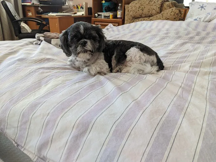 Furry Friends Mobile Vet Picture 8