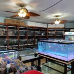 The Fish World