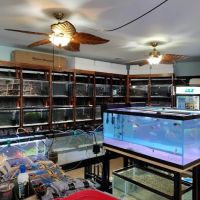 The Fish World ico
