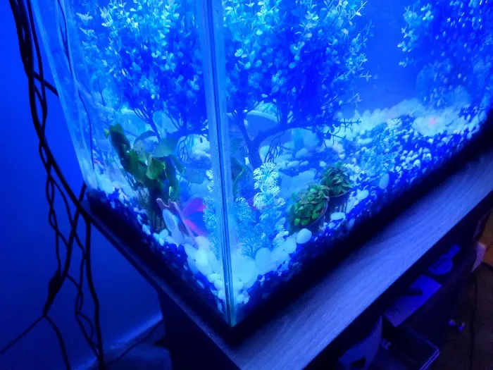 The Fish World Picture 10