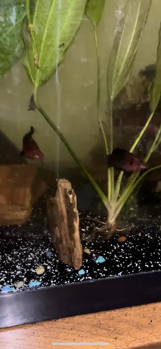 The Fish World Picture 9
