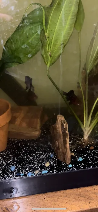 The Fish World Picture 8