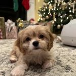 Ramtown Animal Hospital of Howell