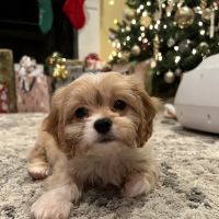 Ramtown Animal Hospital of Howell ico