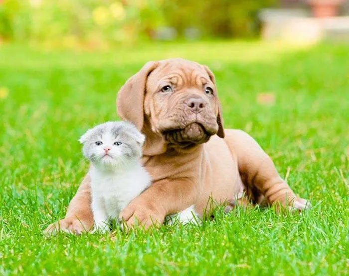 Ramtown Animal Hospital of Howell Picture 3