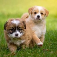 Ramtown Animal Hospital of Howell ico