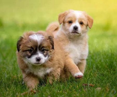 Ramtown Animal Hospital of Howell