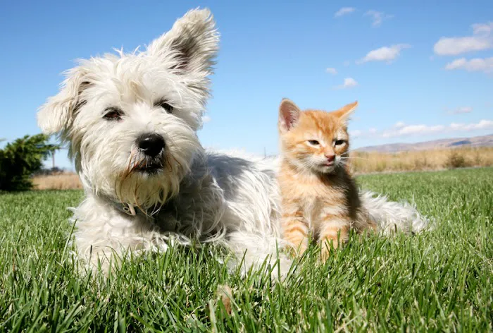 Ramtown Animal Hospital of Howell Picture 4