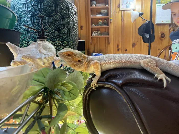 Dinky Reptiles And Aquatics Picture 3