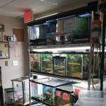 Dinky Reptiles And Aquatics
