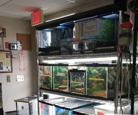Dinky Reptiles And Aquatics