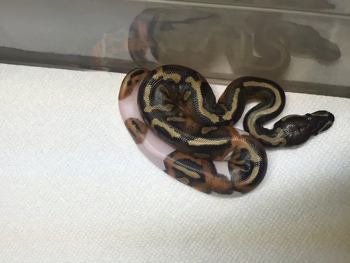 Dinky Reptiles And Aquatics Picture 5