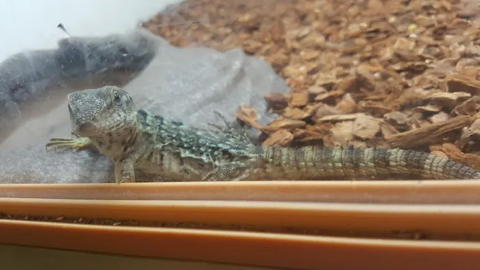 Dinky Reptiles And Aquatics Picture 4