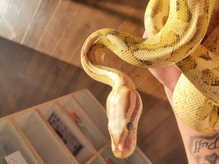 Dinky Reptiles And Aquatics Picture 6