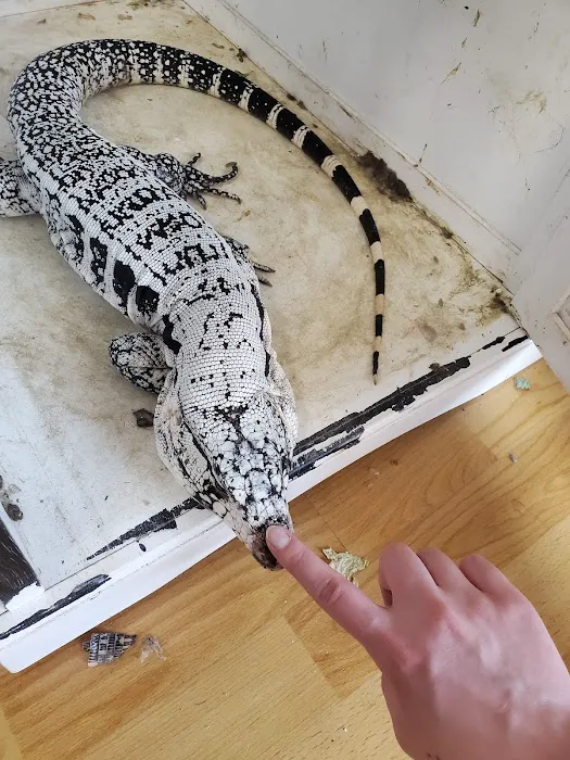 Dinky Reptiles And Aquatics Picture 7